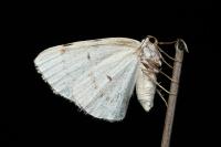 Lomographa bimaculata