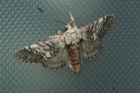 Drymonia ruficornis
