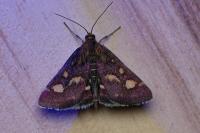 Pyrausta purpuralis