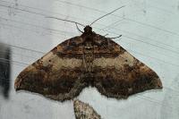 Earophila badiata