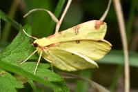 Opisthograptis luteolata