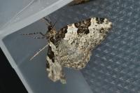 Xanthorhoe fluctuata