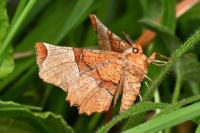 Selenia lunularia