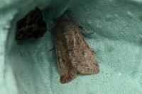 Orthosia incerta