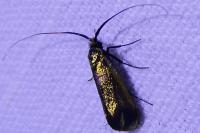 Adela reaumurella