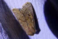 Orthosia cerasi