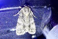 Acronicta rumicis