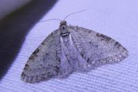 Trichopteryx carpinata