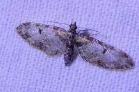 Eupithecia irriguata