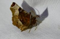 Selenia tetralunaria