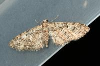 Eupithecia dodoneata