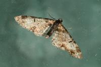 Eupithecia irriguata