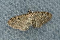 Eupithecia virgaureata