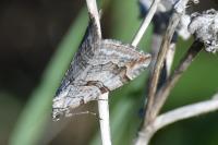 Aplocera efformata/plagiata