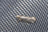 Swammerdamia compunctella