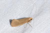 Nematopogon swammerdamella