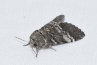 Drymonia ruficornis