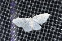 Asthena albulata