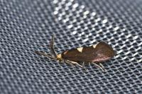 Incurvaria masculella
