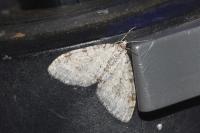 Trichopteryx carpinata