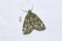 Chloroclysta siterata