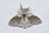 Calliteara pudibunda