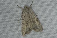 Lithophane ornitopus