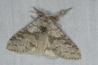 Calliteara pudibunda