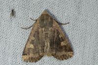 Conistra erythrocephala