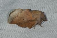 Phyllodesma tremulifolia