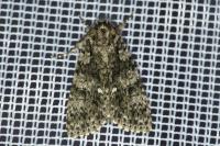 Acronicta rumicis