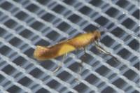 Caloptilia
