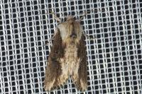 Egira conspicillaris