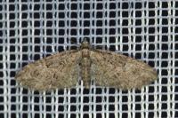 Eupithecia abbreviata
