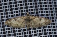 Eupithecia irriguata