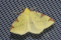 Opisthograptis luteolata