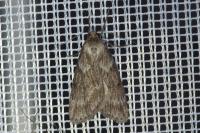 Pachycnemia hippocastanaria