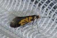 Schiffermuelleria schaefferella