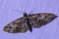 Eupithecia abbreviata
