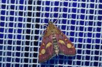 Pyrausta purpuralis