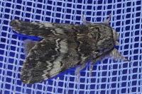 Drymonia ruficornis