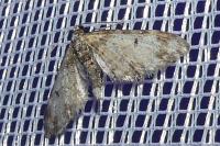 Eupithecia irriguata
