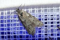 Cnephasia