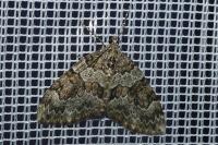 Thera britannica/variata