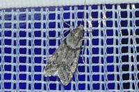 Eudonia angustea