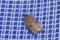 Agonopterix purpurea