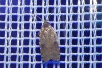 Agonopterix purpurea