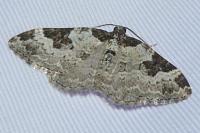 Xanthorhoe fluctuata