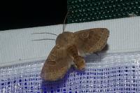 Orthosia cerasi