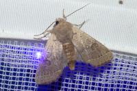 Orthosia cerasi